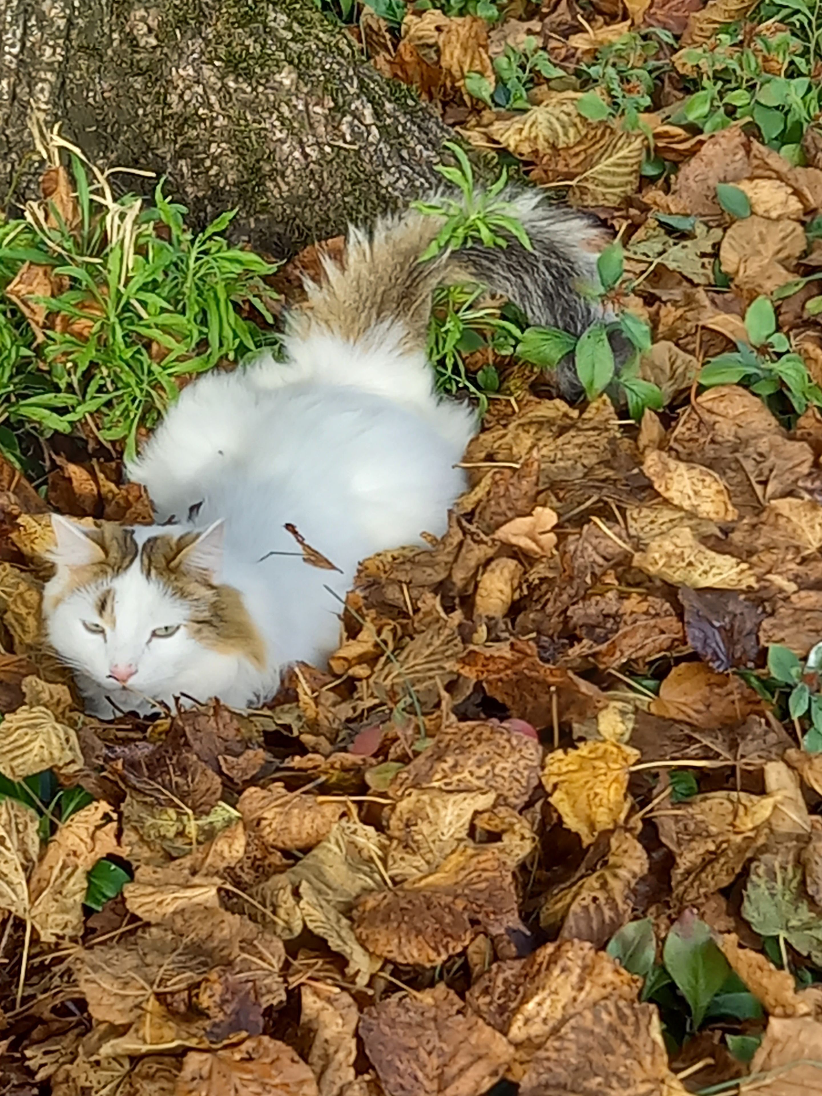 Un chat allongé sur des feuilles mortes, avec le tronc d’un arbre en arrière-plan.