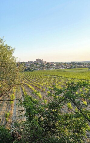 Ein Weinberg mit Reihen von Weinreben und im Hintergrund eine Stadt mit Gebäuden und einer festungsartigen Struktur.
