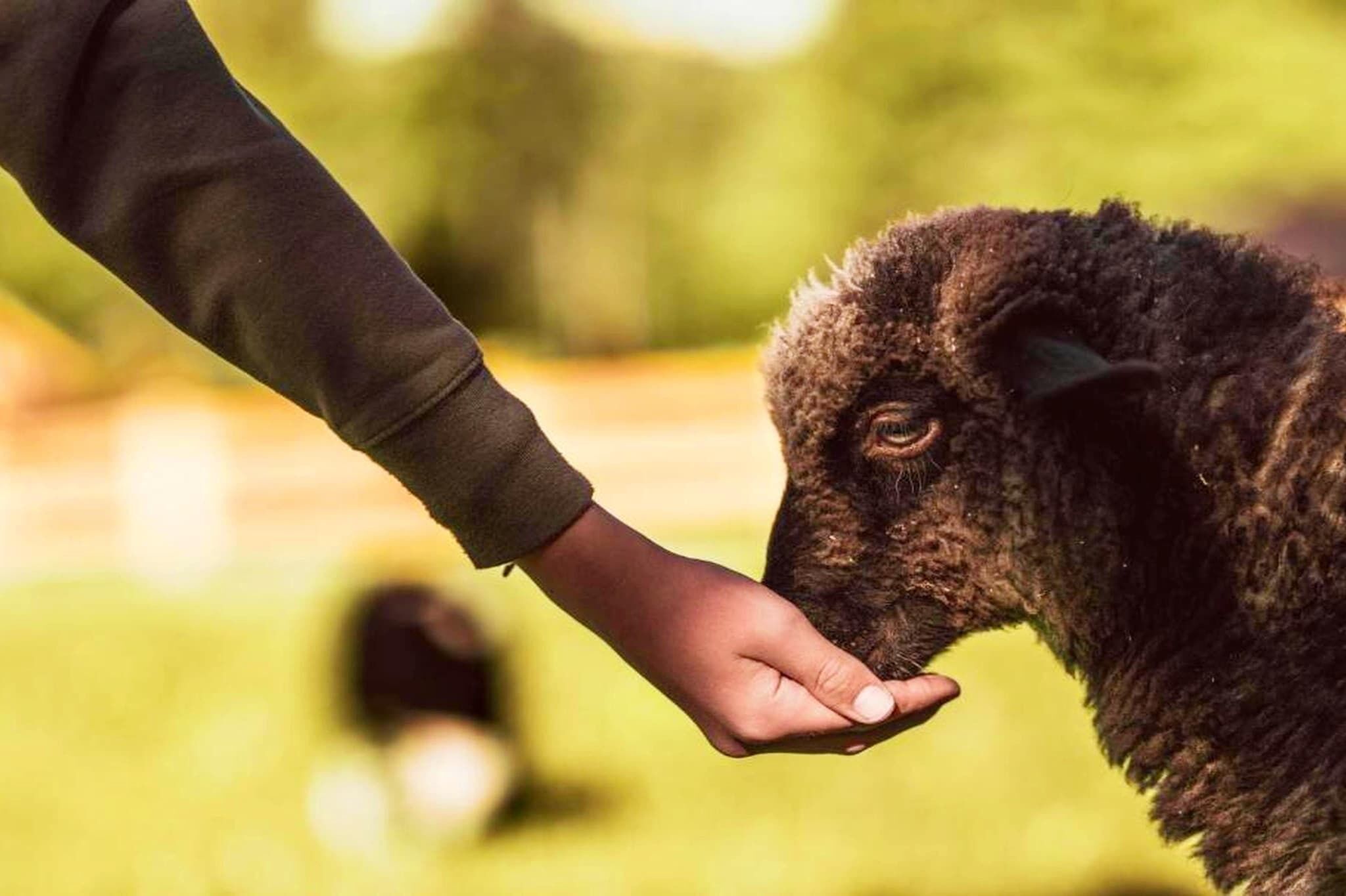 A hand reaching out to a sheep.