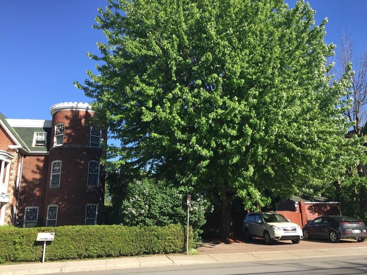 A large tree in front of a brick building with a car parked nearby.