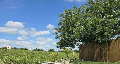 Wine barn with pool in the heart of Layon