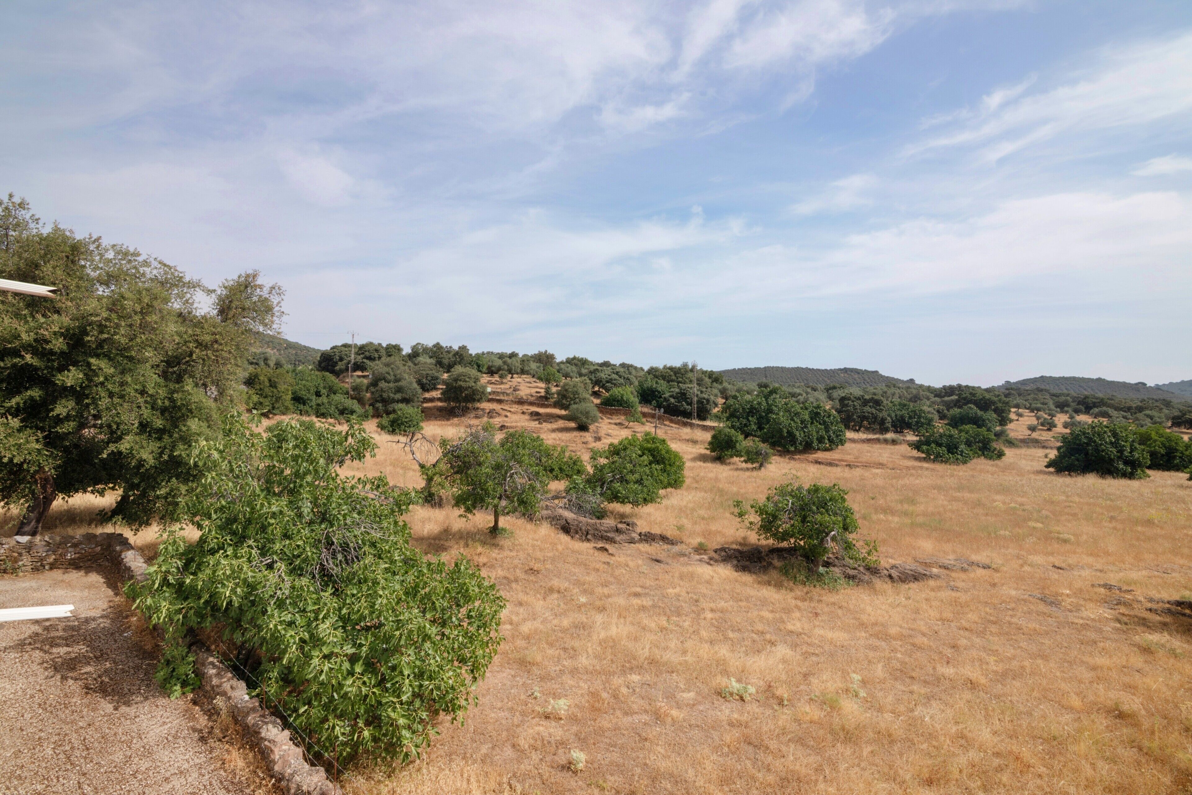 Un paysage rural avec des arbres et un ciel dégagé.