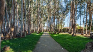 A pathway flanked by tall trees in a park setting. - Relaxing Family Condo with Ocean View & Pools in Costa Algarrobo (El Yeco)