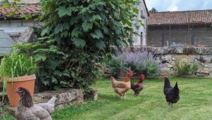 A grassy outdoor area with chickens, a stone wall, and a building with a tiled roof.