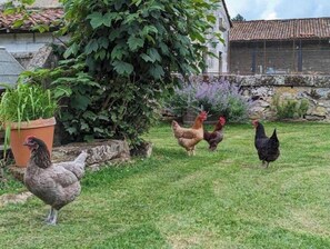Property grounds - Gîte Plum - Nature and Relaxation Stay with Heated Pool in Charente (Chadurie)