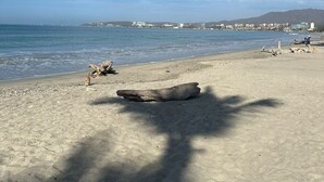 Uma praia com um tronco grande, céu claro e edifícios ao longe.