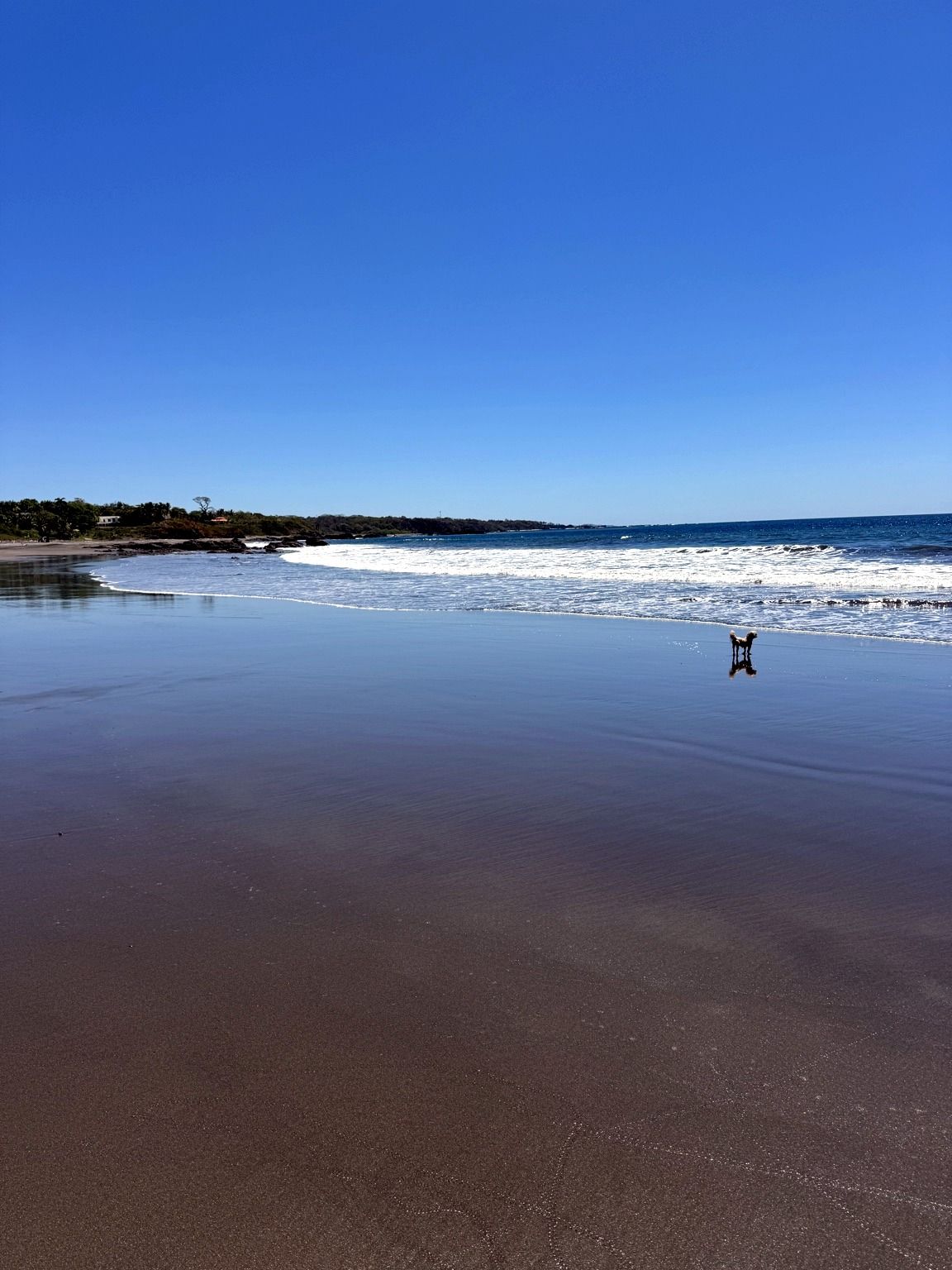Une plage avec un ciel dégagé, une eau calme et un seul chien sur le sable.
