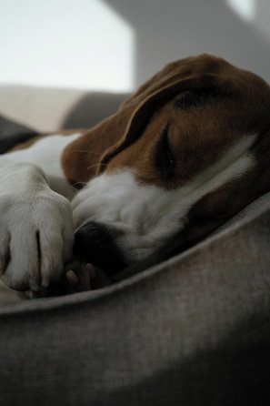 A dog resting on a textured surface.