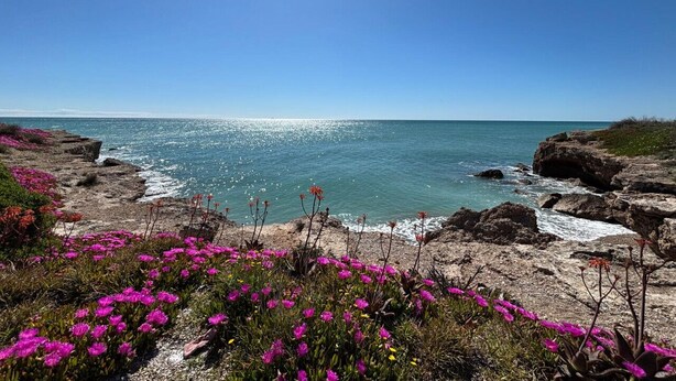 Un paysage côtier caractérisé par un terrain rocheux et des fleurs d’un rose éclatant.