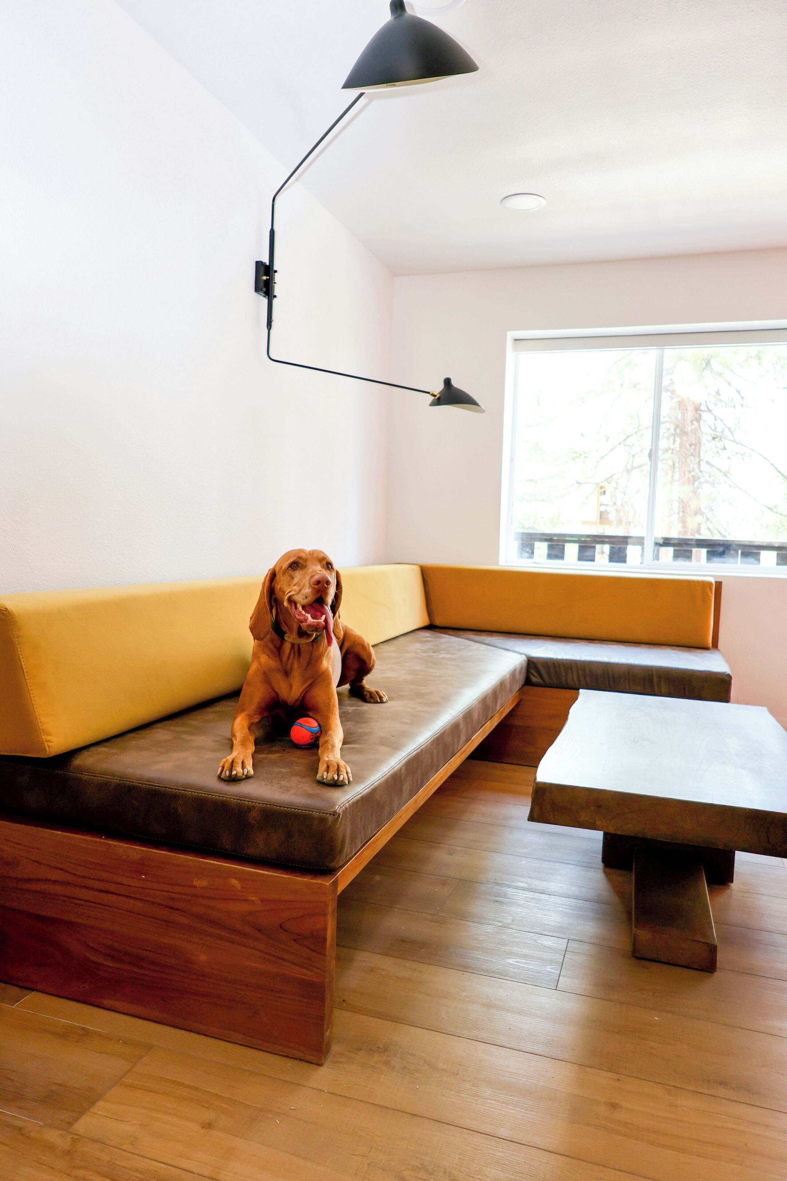 A dog sitting on a sofa with a ball, a table, and a lamp in a room with wooden flooring and a window.