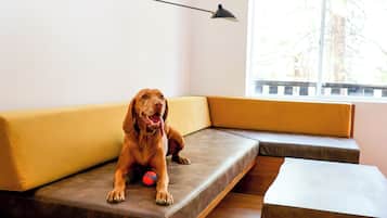 Un chien est assis sur un canapé, avec une balle, une table et une lampe dans une pièce dont le sol est en bois et qui possède une fenêtre.