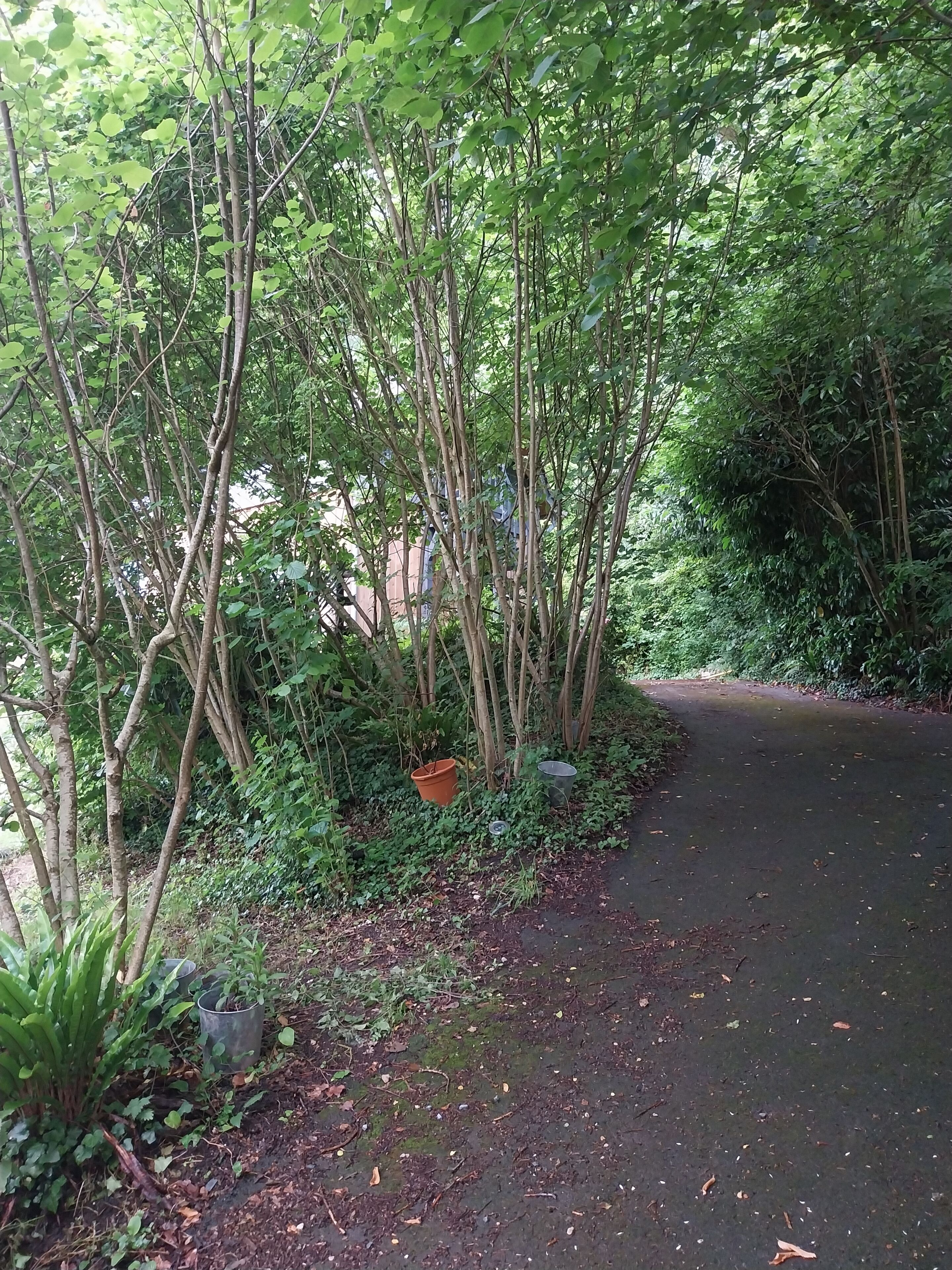 Un sentiero lastricato stretto, circondato da vegetazione lussureggiante e alberi.