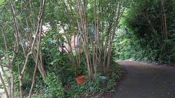 Un sentiero lastricato stretto, circondato da vegetazione lussureggiante e alberi.