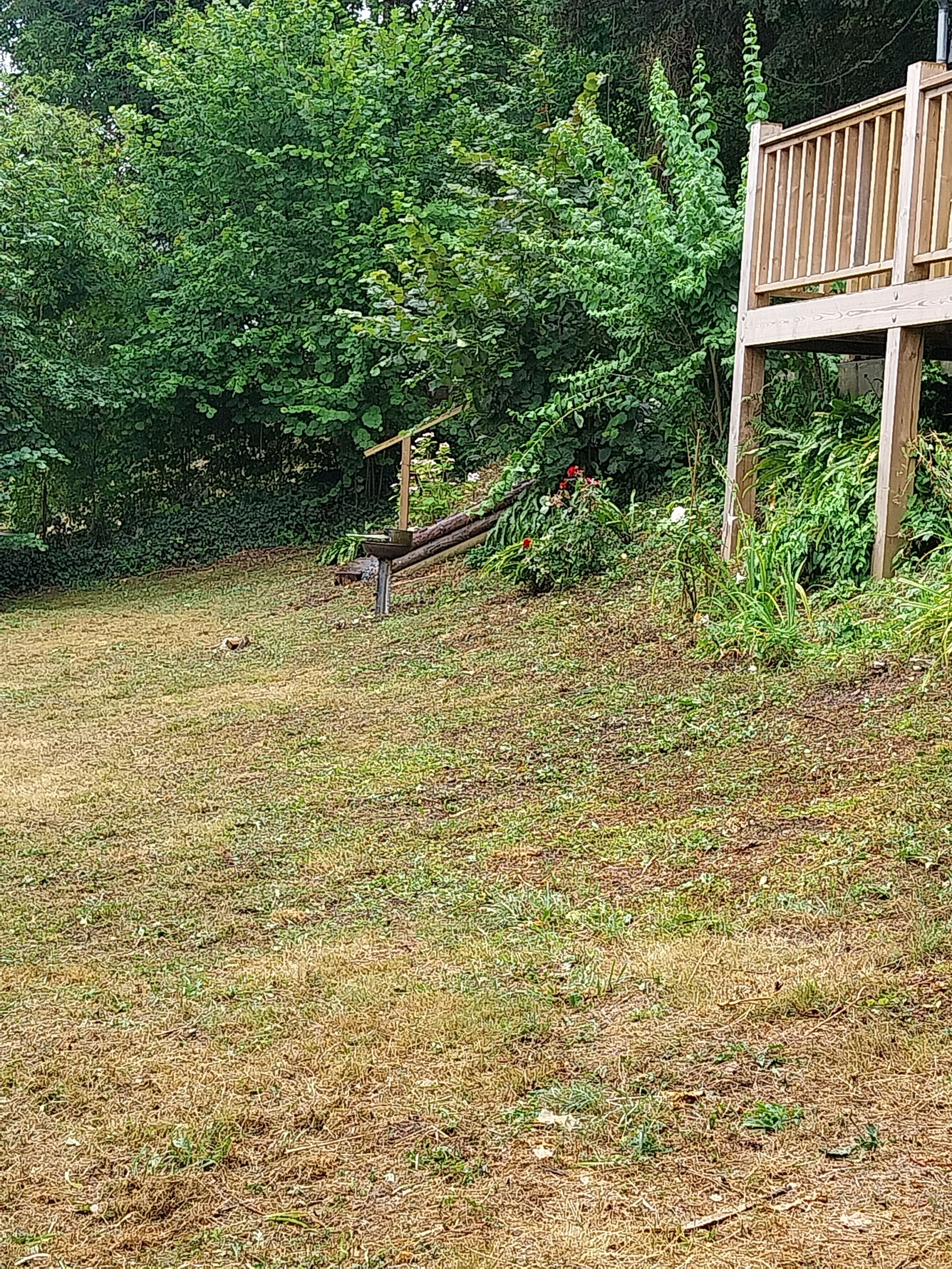 A grassy area with a wooden bench and a wooden structure, surrounded by dense foliage.