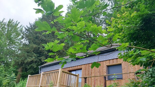 Une cabane en bois dotée d’un balcon, entourée d’une végétation luxuriante.