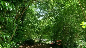 Un étroit sentier de terre, bordé d’une végétation luxuriante.
