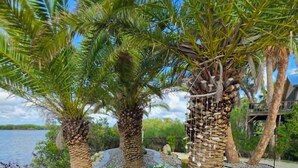 Un espace aménagé avec des palmiers, des galets et une étendue d’eau.