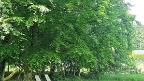 Un parque con dos sillones de relajación bajo un árbol.
