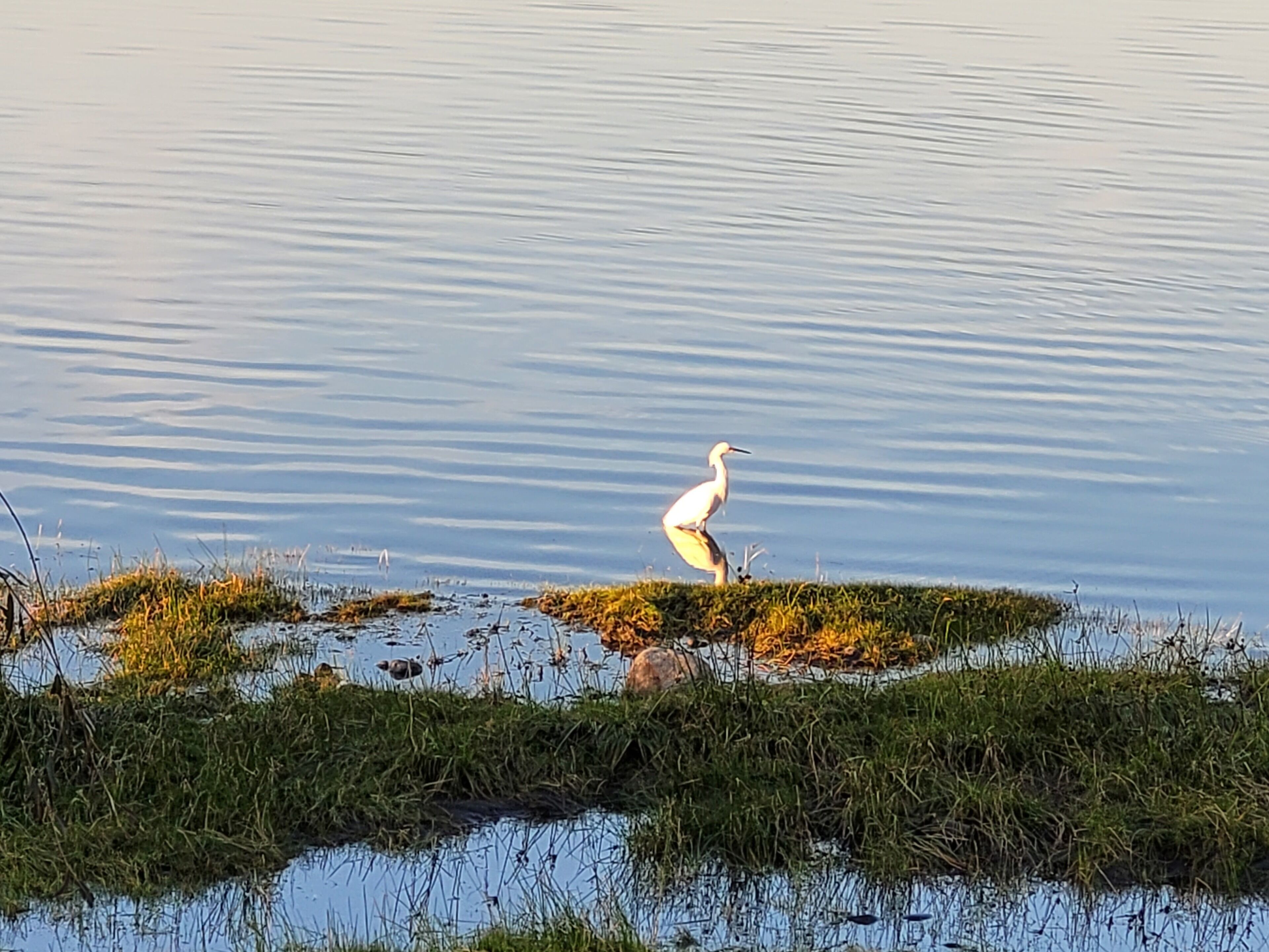 Uma superfície de água calma com uma ave branca em uma área gramada.