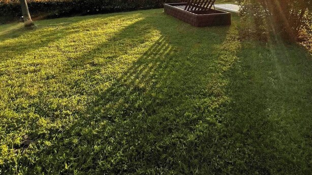 Un césped cuidado con un deck de madera y una piscina al fondo.