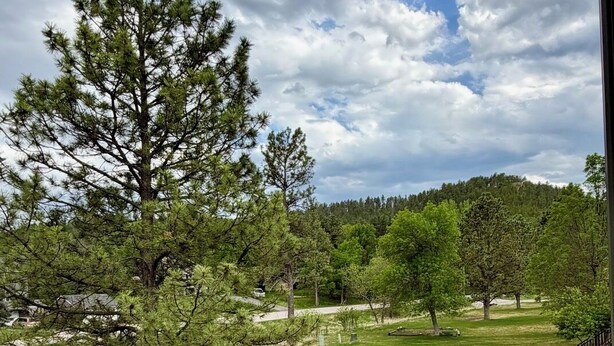 A grassy field with a prominent pine tree in the foreground and a forested hill in the background. - Black Hills Gateway 

#CIMISC26-0010 (Rapid City)