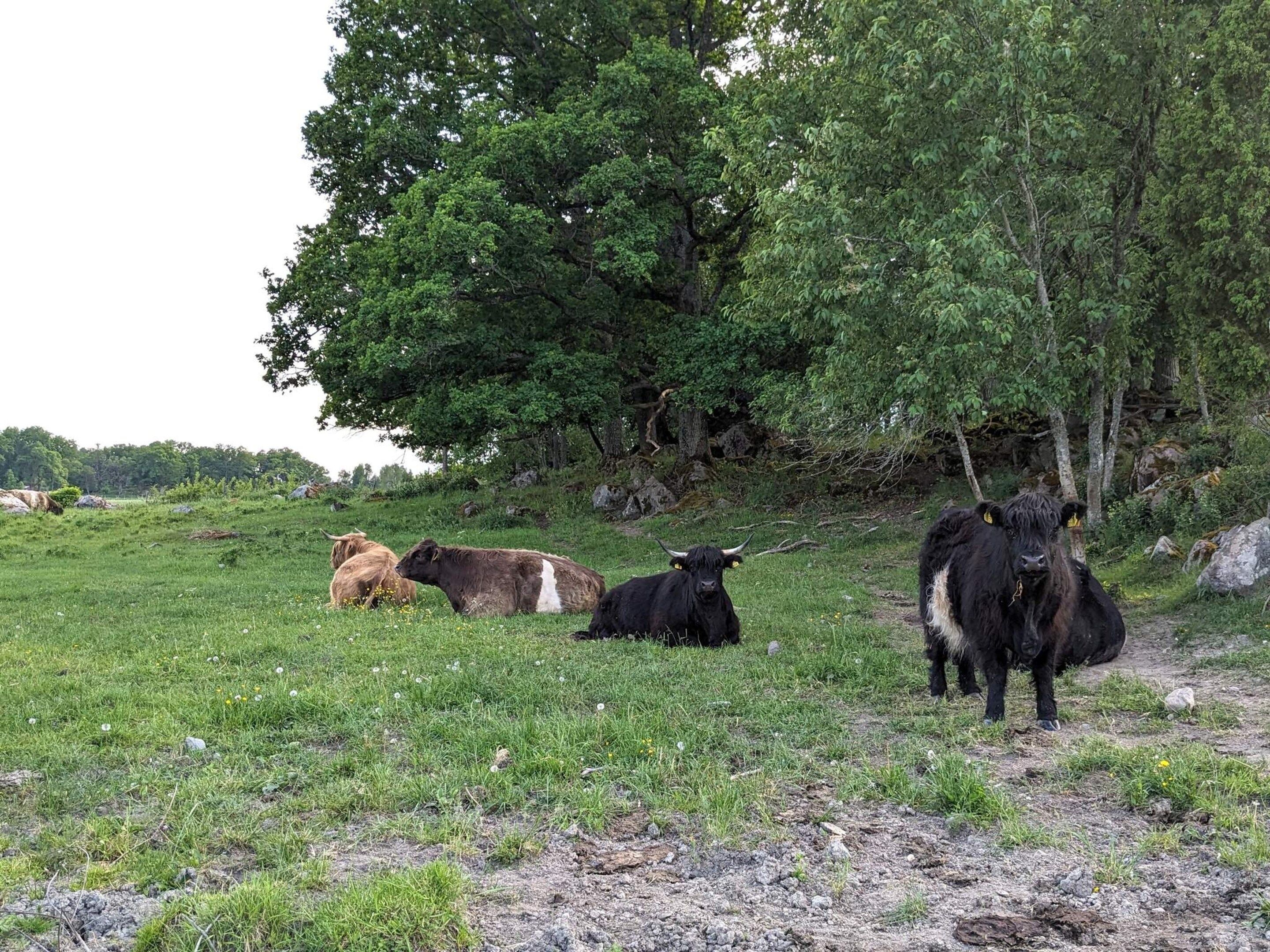 A grassy field with cows and trees.