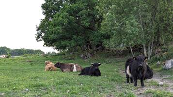 A grassy field with cows and trees.