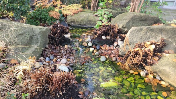 A garden with a pond, rocks, and various plants.