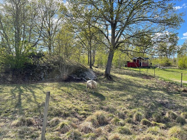 A rural landscape with a red building, a tree, and a white animal. - 3 Person Holiday Home in Malmkoping (Malmkoping)