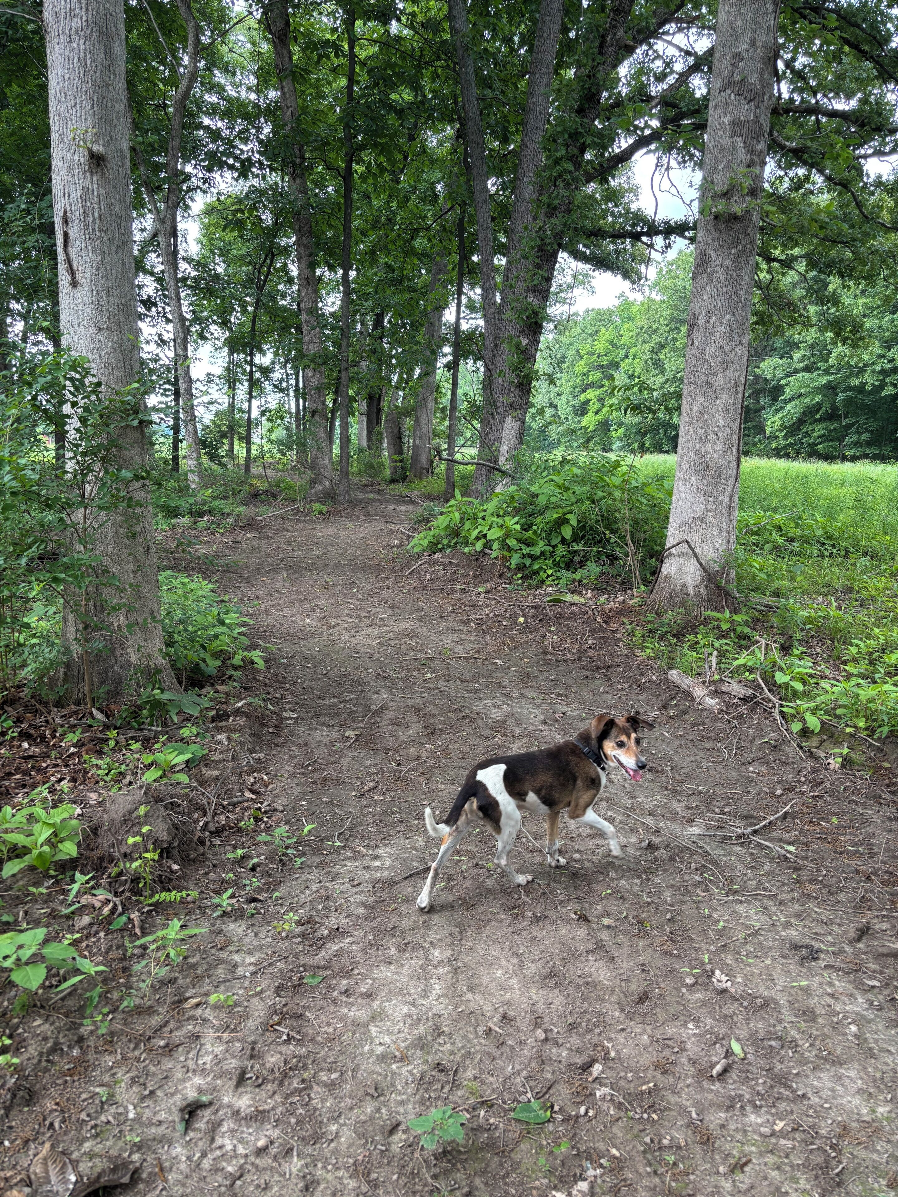 Ein bewaldeter Pfad, ein Hund unterwegs.