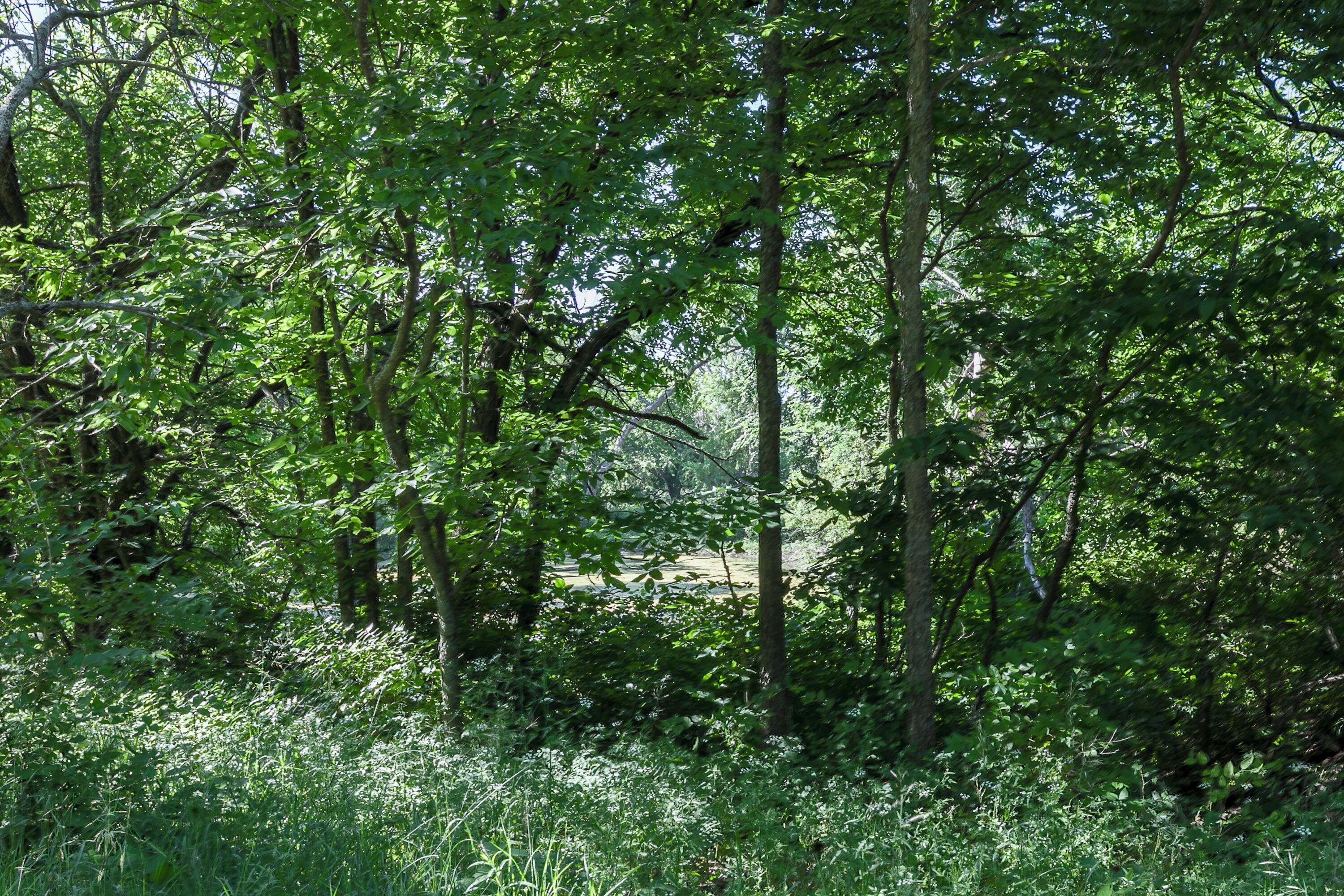A dense forest with tall trees and thick underbrush.
