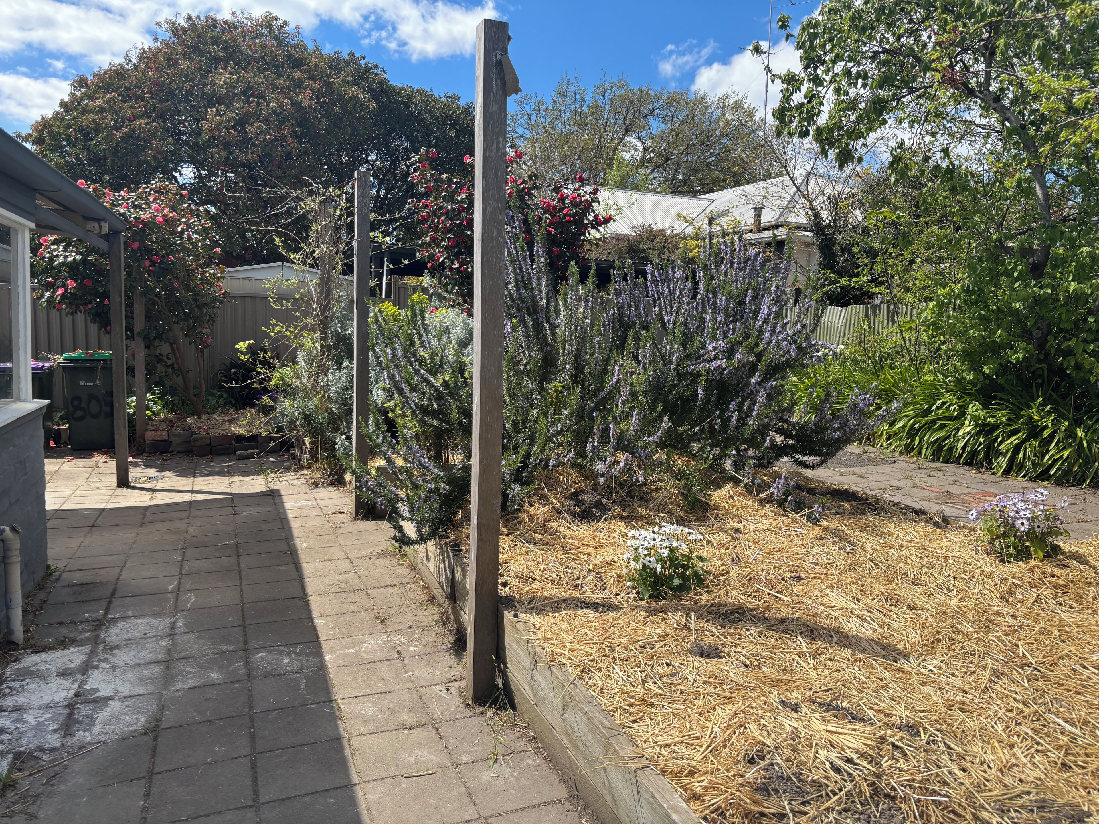 A garden with a paved walkway, various plants, and a wooden fence.