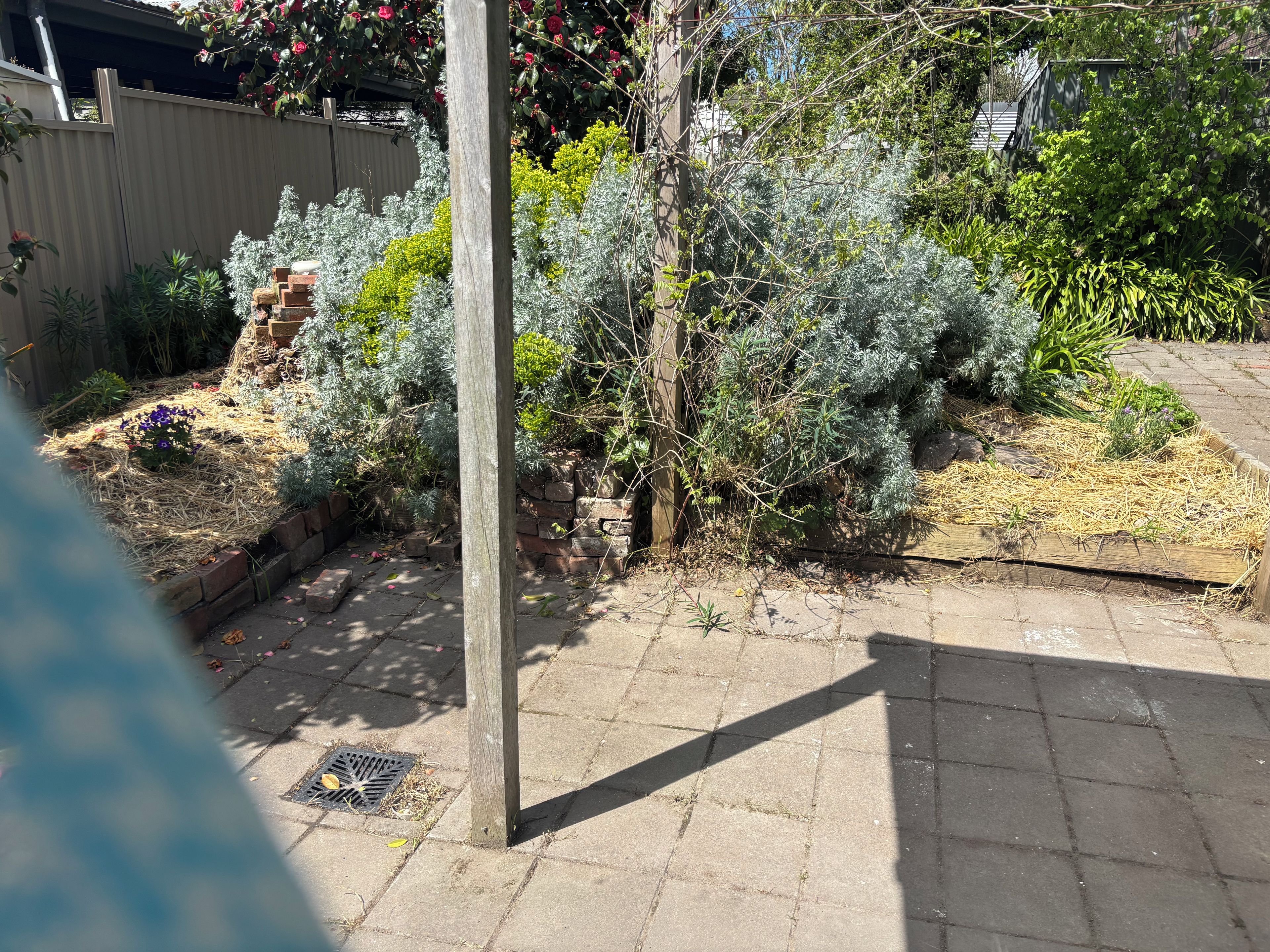 A garden with various plants and a wooden post.