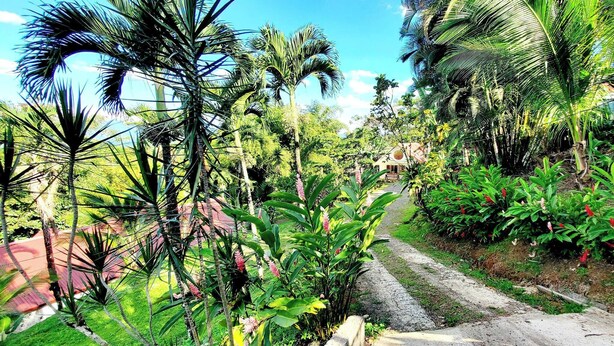 Un sendero bordeado de vegetación exuberante y palmeras, que conduce a una edificación con ventanal circular.