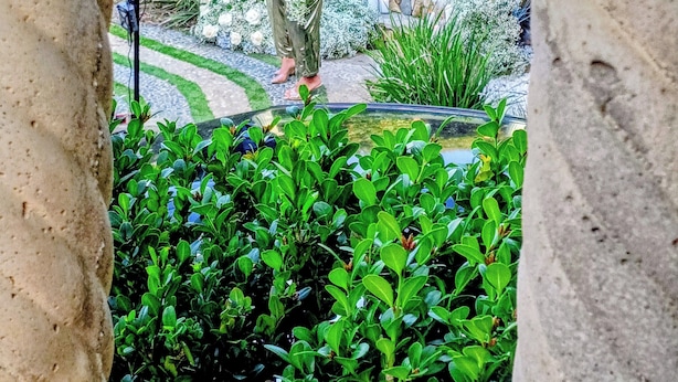 Ein Paar steht in einem Garten mit einem Kiesweg, umgeben von Grünpflanzen und weißen Blüten.