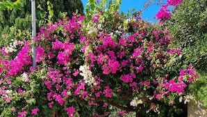 A pathway lined with bougainvillea and stone walls, leading to a building. - Beautiful apartment overlooking the Mediterranean. (Villajoyosa/Vila Joiosa, La)