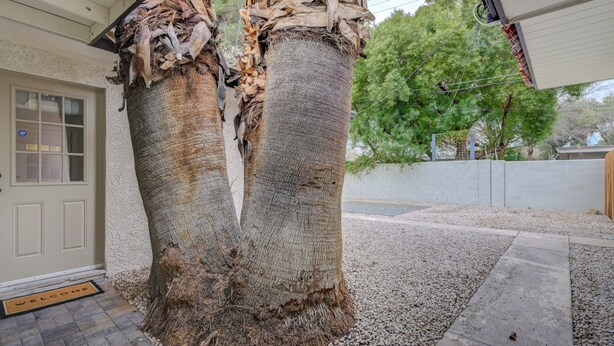 Un arbre dont l’écorce s’écaille et une maison avec une porte blanche et un paillasson sur lequel est écrit « BIENVENUE ».