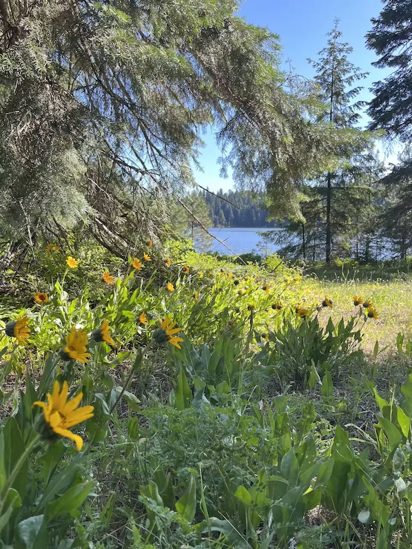 A natural landscape with a lake, dense trees, and yellow wildflowers. - Woodlake Retreats Cozy Cabin + decks and firepit (Ashland)