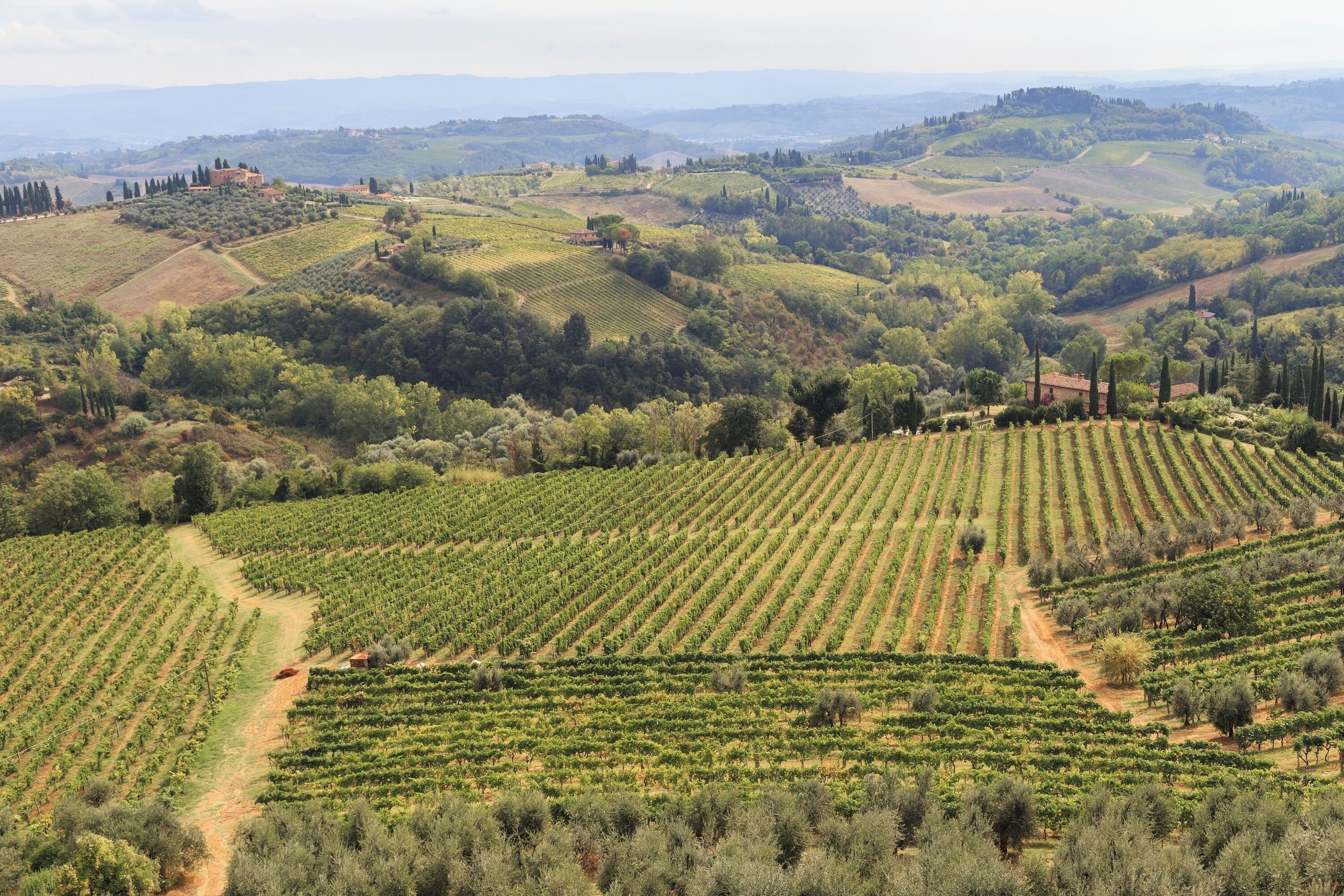 A vineyard with rows of grapevines, rolling hills, and distant buildings.