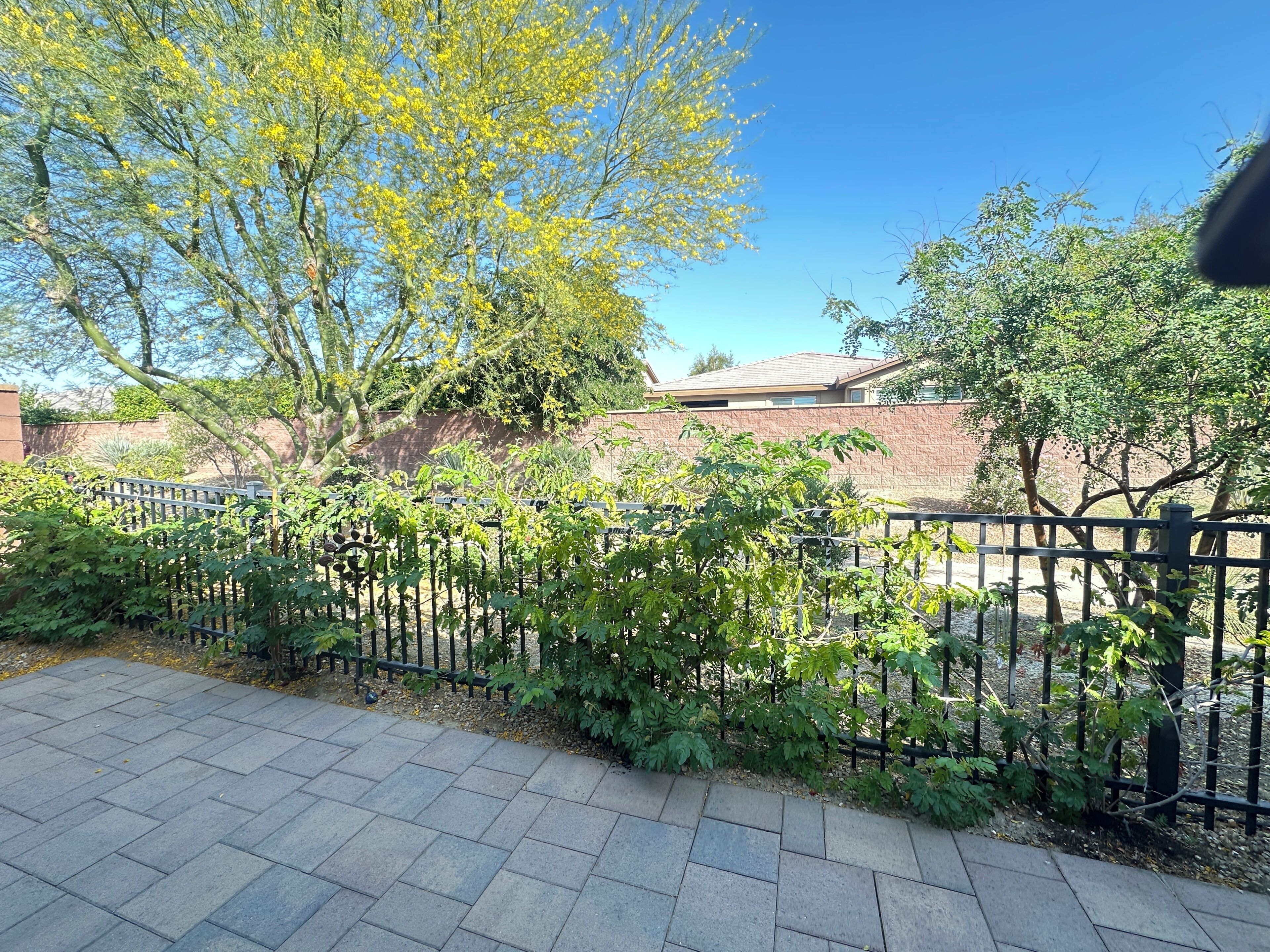 A paved walkway, a metal fence, and a tree with yellow flowers.