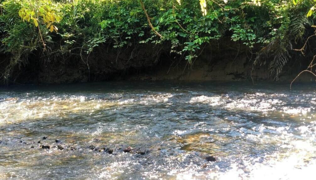 A river with clear water, surrounded by dense greenery.