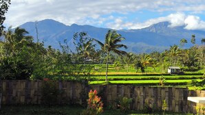 A rural landscape with a bamboo fence, green fields, and a small house. - Botanika Estate (Tetebatu)