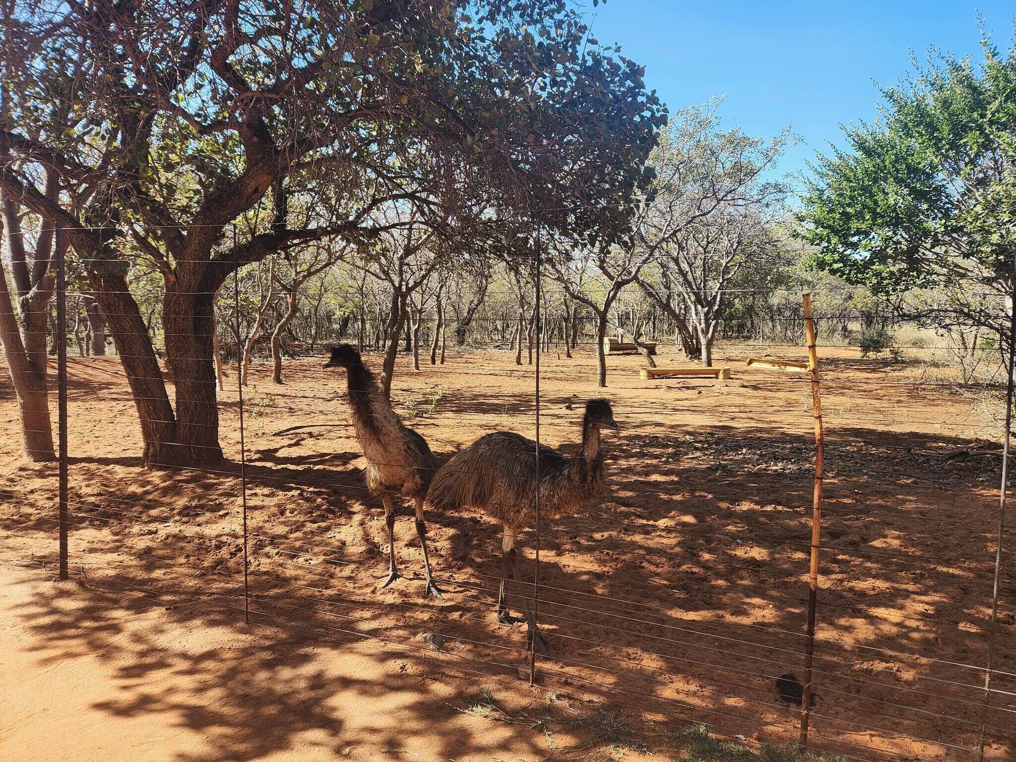 Un espace extérieur clôturé, avec des arbres et un sol en terre.