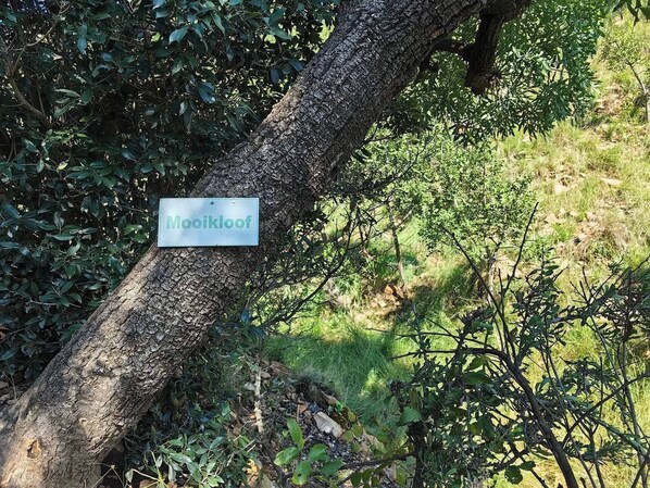 A tree with a sign reading 'Mooikloof'.