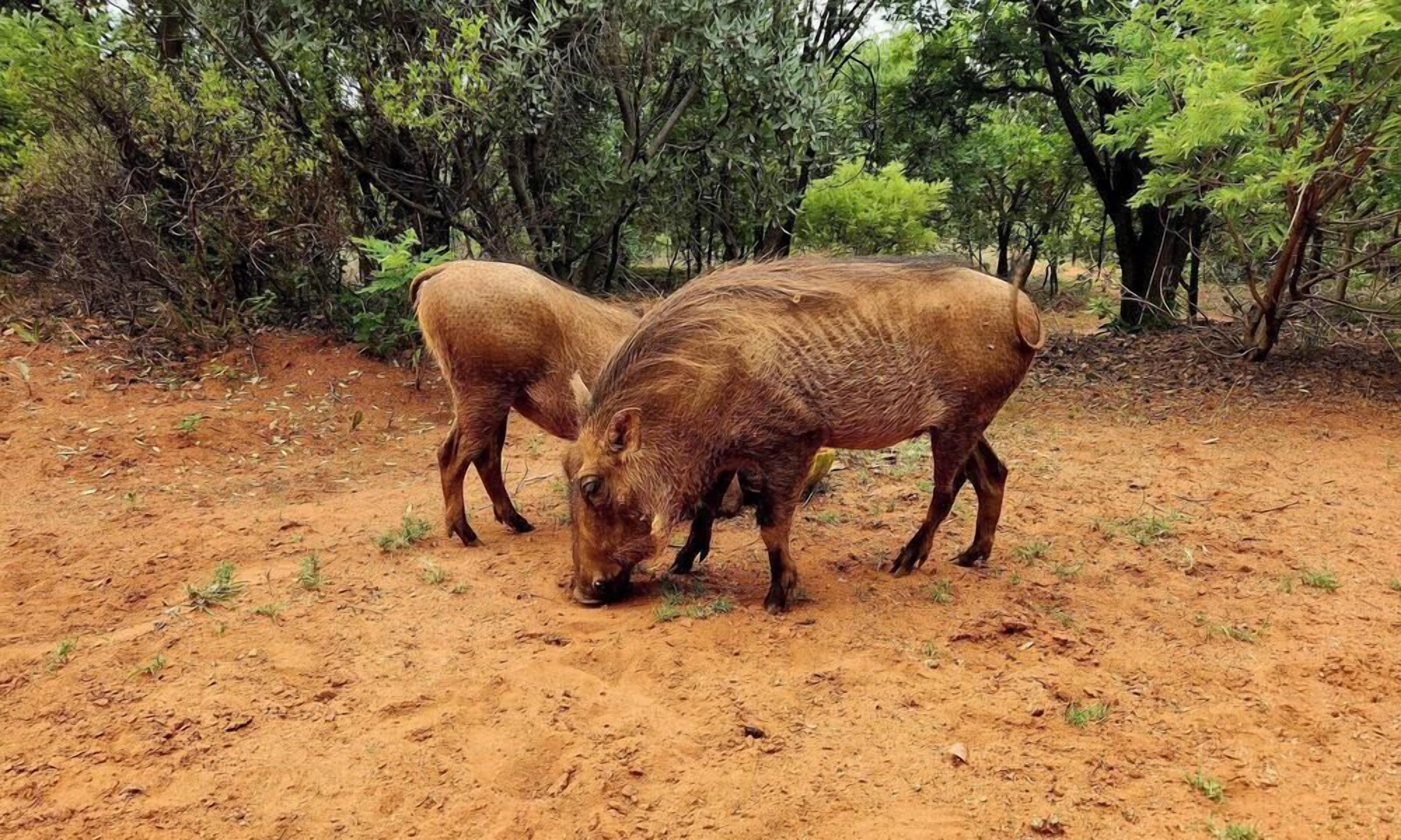 Deux sangliers dans un environnement naturel, avec des arbres et un sol en terre.