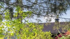 Un jardín con una casa, árboles y arbustos.