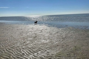 Ein Strand mit einem Hund, der am Sand entlangläuft.