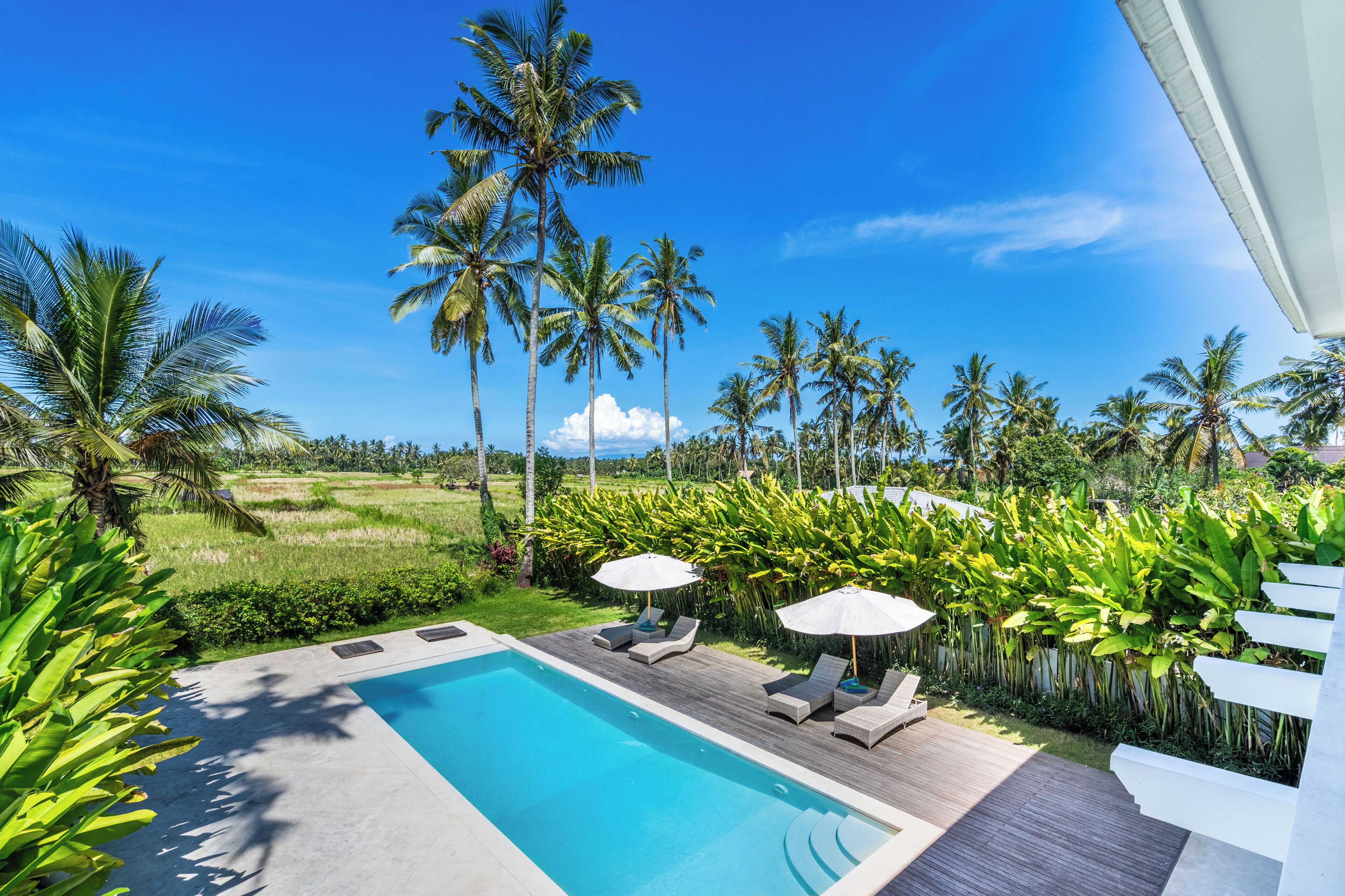A pool with lounge chairs and umbrellas, surrounded by palm trees and greenery.