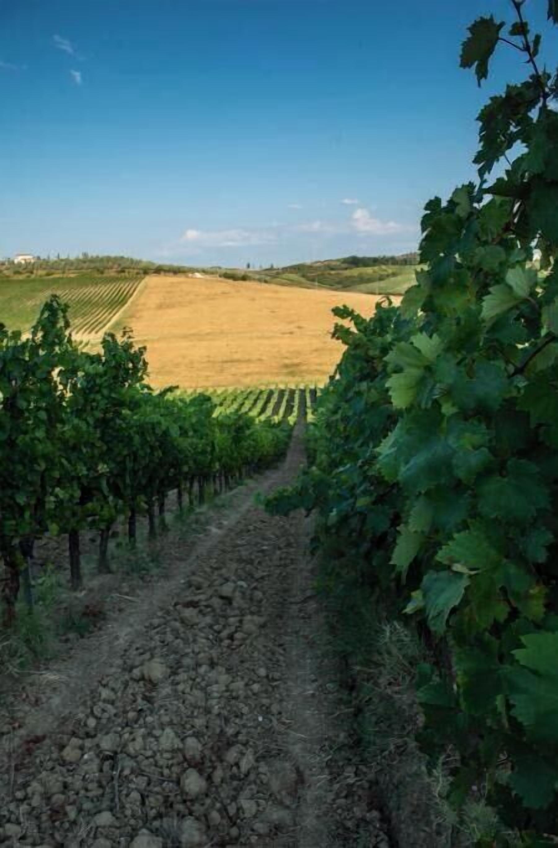 Viñedo con hileras de viñas y un sendero de tierra que lo atraviesa.