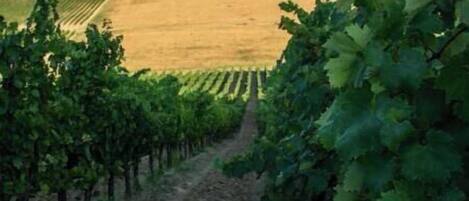 Viñedo con hileras de viñas y un sendero de tierra que lo atraviesa.